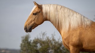 Horse for Sale  Dazzling palomino stallion at Complementary Level REF696 [upl. by Ecadnac460]