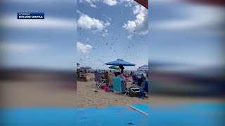 Why did dragonflies swarm New England beach Pollinator expert explains [upl. by Leahplar6]