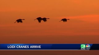 Sandhill cranes return to Lodi reserve [upl. by Ury]