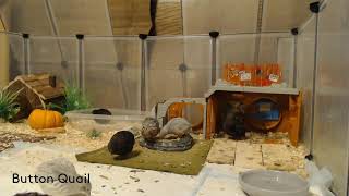 Button Quail Cam 101324 [upl. by Onairam]