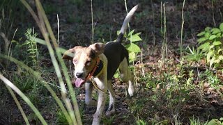 How To Build A Good Beagle Pack Bensons Kennel [upl. by Beaufort]