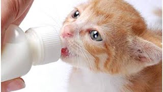 FEEDING milk little baby cat 😺🍼🥛🐥🐈catvideos cat babyanimal catlover cutekitt cutekitt [upl. by Srednas]