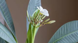 Plumeria Timelapse HD [upl. by Templas]