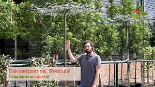 Daksierpeer salicifolia Pendula  informatie [upl. by Nosauq78]