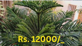 Arrow Carrier TreeARAUCARIA Plant Tree Available  CHRISTMAS TREE  12000 For Sell 03132456402 [upl. by Anola]