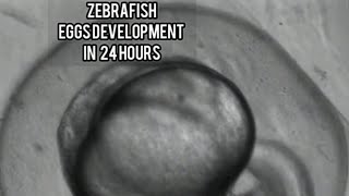 ZEBRAFISH EGG DEVELOPMENT  FIRST 24 HOUR  UNDER MICROSCOPE  ZEBRA DANIOS EGSS [upl. by Akcirderf549]