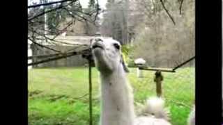 Un lama crache sur Justin Bieber  LLama spits on Justin Bieber [upl. by Brande277]