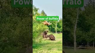 Power of buffaloshort👍💜🌹💜 animals vs lions [upl. by Redyr]