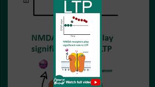 LTP  Long term potentiation  Memory and learning [upl. by Dulcine756]