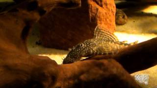 Ancistrus Dolichopterus HD movie 02  The Pleco [upl. by Harbot822]