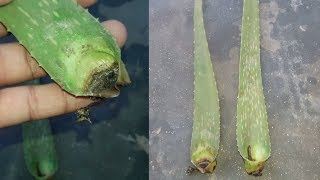 How to Grow Aloe Vera From Leaf  Grow indoors [upl. by Lanam]