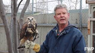 Rough Legged Hawks [upl. by Notyep]