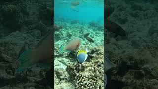 Parrot fish meets Acanthurus lineatus scubadiving fish snorkeling turtle travel scuba ocean [upl. by Ahtnahc]