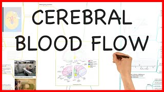 Cerebral blood flow and its control [upl. by Creigh]