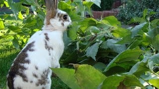 Karmienie królików  topinambur  fed rabbits [upl. by Arracahs]