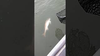 Redfish on the float rig mayportjetties [upl. by Poppy634]