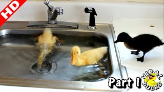 Baby Ducks Diving In The Sink LMAO p1 [upl. by Crocker976]