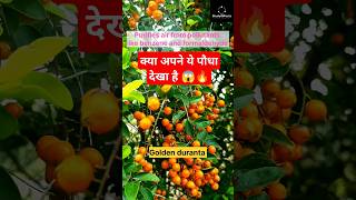 All about Golden duranta 🌿💚 nature knowledge goldenduranta fruit viralvideo gardening [upl. by Gipsy]