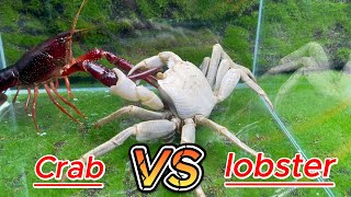 What happens when a crab meets a crayfish [upl. by Mcmillan141]