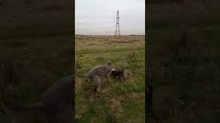 lurcher dog working puppies [upl. by Schaefer]