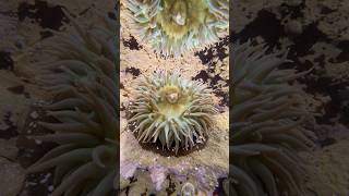 Sea Anemone nature getoutside timelapse tidepools seacreatures [upl. by Dnilasor]