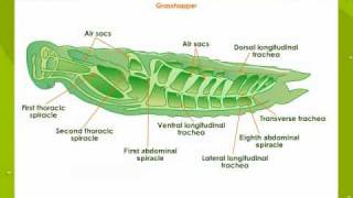 Respiratory System In Insects [upl. by Pietrek]