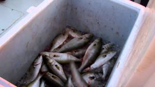 Catching Bluefish in the Chesapeake Bay [upl. by Sioled]