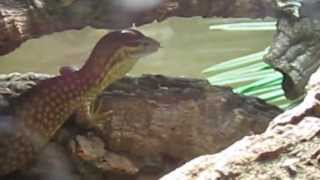 Varanus acanthurus brachyurus  yellow ackie [upl. by Cheadle570]