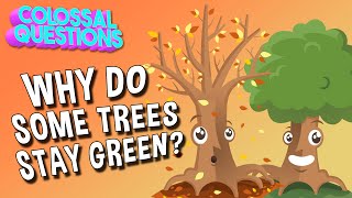 Why Do Some Trees Stay Green  COLOSSAL QUESTIONS [upl. by Sephira283]