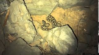 Saw scaled viper Khasab Oman [upl. by Cotter669]