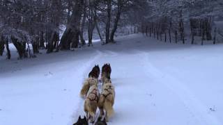 Traîneau à chien en Aubrac Domaine de ThuLan le 10 février 2013 [upl. by Adaminah]