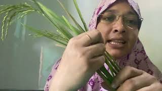 LeafLeaf Sheath LiguleAuricle HSC masumamila viralvideo [upl. by Delanie]