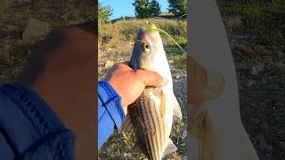 Las mejores plumitas para pescar striped bass en texoma Dam [upl. by Nosyaj928]