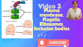 Prokaryotic cell l Plasma membrane Ribosomes class 11 NCERT NEET Biology chapter 8 l [upl. by Rodney767]