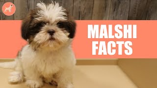 Maltese Shih Tzu Malshi Dog Breed 10 Amazing Facts You Must Know [upl. by Ivie910]