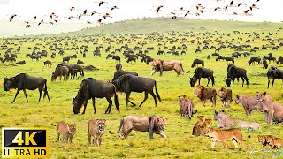 4K African Wildlife  The Worlds Greatest Migration from Tanzania to Kenya  Wildlife Kingdom [upl. by Acimak]