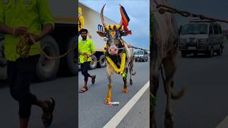 💥Sullan Mass Highway Entry🔥jallikattu kaalai videos viral shorts bull [upl. by Nance]