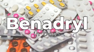 Benadryl for dogs Vet discusses antihistamines [upl. by Halueb]