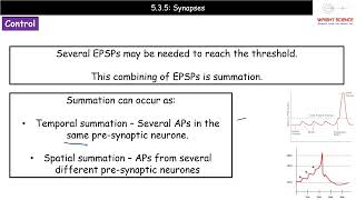 A Level Biology  5135  Synapses [upl. by Bopp]