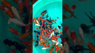 Galiff StreetPakhi Market Tips for new visitors🥳🥰fish galiffstreet kolkata petmarket shorts [upl. by Aubrey777]