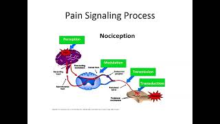 All about Myofascial Pain and Fibromyalgia Syndrome by Dr Asma Abdus Salam and Dr Huma Saleem [upl. by Yttig660]