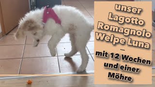 Unser Lagotto Romagnolo Welpe Luna  mit 12 Wochen und einer Möhre [upl. by Anrapa398]