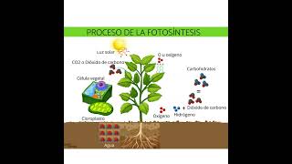 Fotosíntesis EN 1 MINUTO biología [upl. by Ecart]