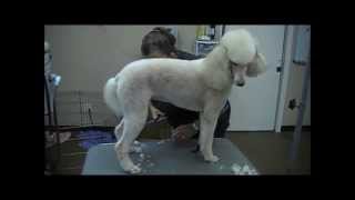 Grooming the Standard Poodle 3 trims [upl. by Rafe]