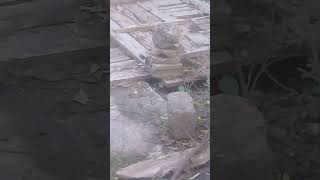 Cute birds in evening  Dove amp Sparrow  Food  Mountain Village  Nature Buddies viralvideo viral [upl. by Muhcon]