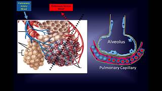 Intravenous Vitamin C Pathway to a New Therapy to Save Lives [upl. by Nawyt]