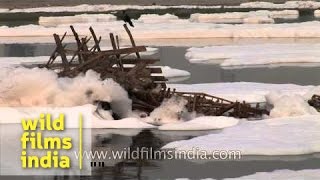 Polluted Yamuna river flowing in Delhi [upl. by Lavelle]