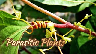 Parasitic plants  Nutrition in plants  Science class 7 Samvik [upl. by Nesyrb768]