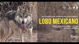 50 ANIMALES EN PELIGRO DE EXTINCIÓN National Geographic [upl. by Marlyn886]