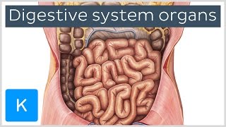 Organs of the Digestive System preview  Human Anatomy  Kenhub [upl. by Sudnac301]